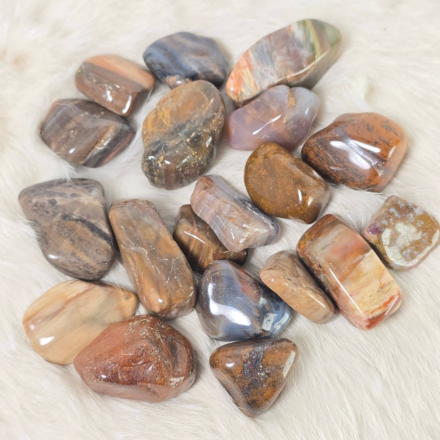 Petrified Wood 3 Pieces